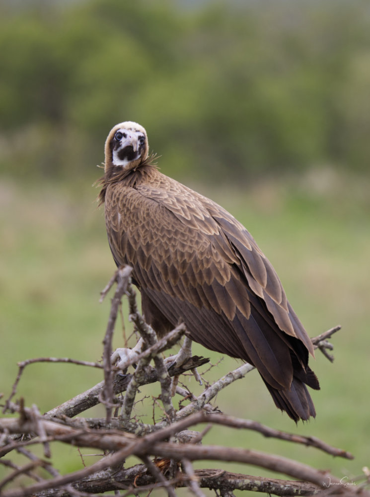 Vulture Kruger Dec 2024 Portrait.jpg